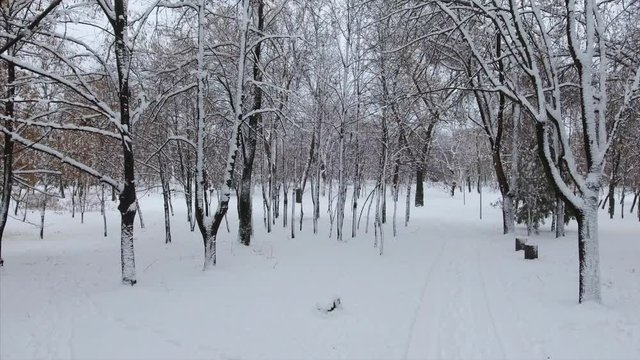4K Panoramic crone shot of the winter park at the low altitude. The tree corridor