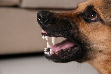 German Shepherd dog showing its teeth indoors, closeup
