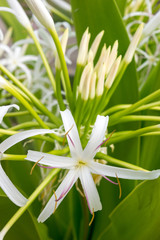 white flower