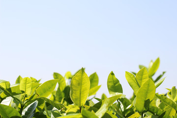 leaf texture background, copy space.