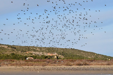 Vol d'un grand groupe d'étourneaux sansonnet