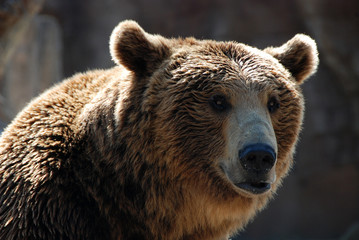 Fototapeta premium oso