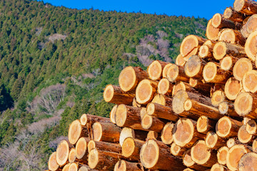 森林の木材置き場　林業イメージ