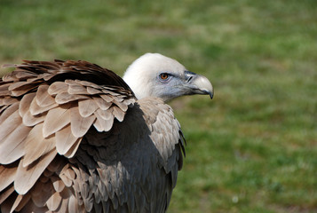 vulture