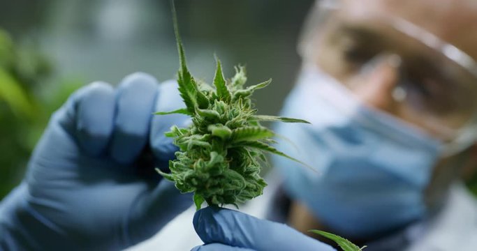 Slow motion of scientist with mask, glasses and gloves checking hemp plants in a greenhouse. Shot in 8K. Concept of herbal alternative medicine, cbd oil, pharmaceptical industry