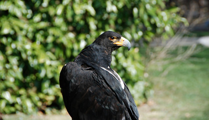 aguila