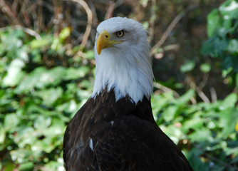 Obraz premium aguila calva americana