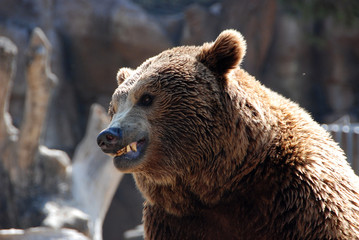 Naklejka premium oso pardo