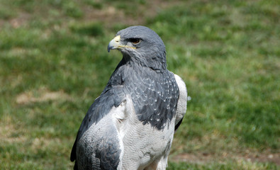 aguila gris