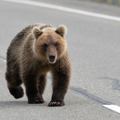 Terrible wild Kamchatka brown bear walking along an asphalt roadway