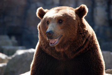 Fototapeta premium cabeza de oso