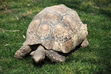 tortuga gigante