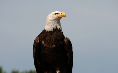 aguila de cabeza blanca