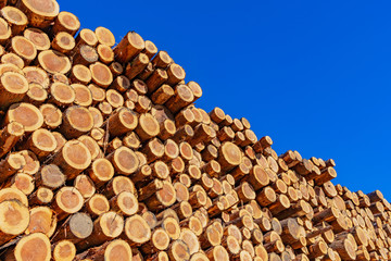 林業イメージ　材木置き場　木材　切り株