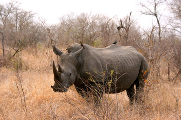 Rhinoceros standing looking at camera