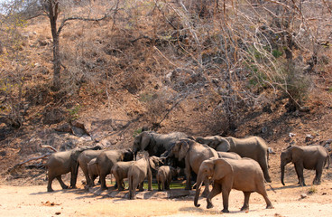 Herd of elephants around man made watering hole