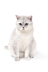 British Lorthair smoky cat isolated on white is sitting and watc