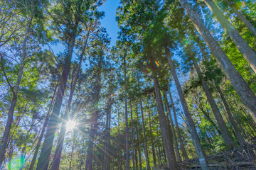 早朝の森林　朝日