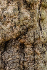The bark of the tree, as a background or texture.