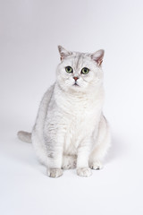 British Lorthair smoky cat isolated on white is sitting and watc