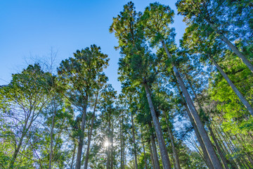 早朝の森林　朝日