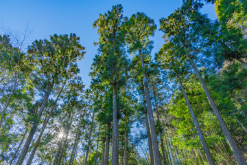 早朝の森林　朝日
