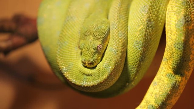 Yellow snake curled upside down