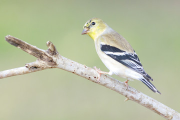 Spinus tristis perched on a branch