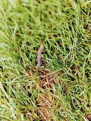 green moss background