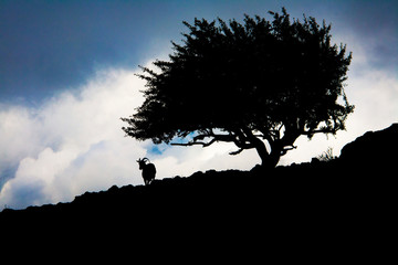 An image of a mountain goat next to a tree