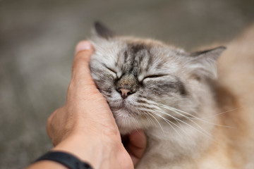 Jack - Momento de carinho