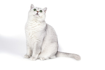 British Lorthair smoky cat isolated on white is waiting