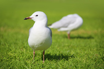 Australian seagull