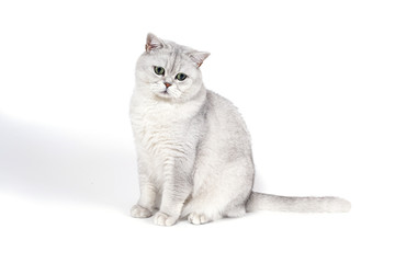 British Lorthair smoky cat isolated on white is upset and thinki