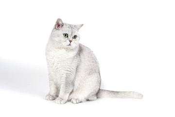 British Lorthair smoky cat isolated on white is sitting and watc