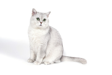 British Lorthair smoky cat isolated on white is sitting and watc