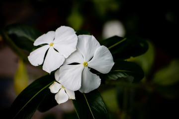 Catharanthus roseus or Madagascar periwinkle. Closeup nature photo for background. Some part of Madagascar periwinkle is used for making medicine.