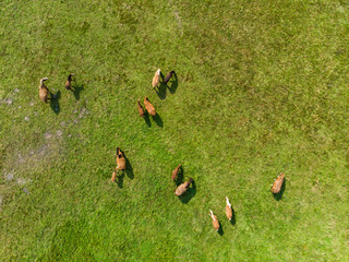Fototapeta premium Aerial view of grazing horses on a meadow. Beautiful countryside scenery with horses from above.