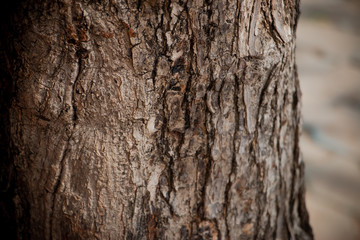 Close up of Tree Trunk in the forest. The wooden texture and background photo.