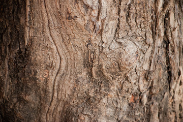 Close up of Tree Trunk in the forest. The wooden texture and background photo.