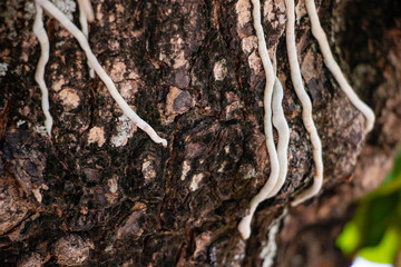 The root of Parasitic plant on the big tree. The closeup nature photo. This plant has nutrition from another plant without contributing to the benefit of the host.