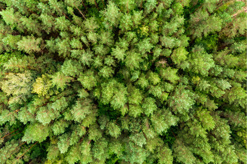 Aerial top down view of green trees. Mixed deciduous and coniferous forest. - obrazy, fototapety, plakaty