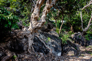 Tree root splitting apart the rock. Plant roots grow down into the rock and it can break down. 