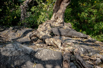 Tree root splitting apart the rock. Plant roots grow down into the rock and it can break down. 