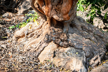 Tree root splitting apart the rock. Plant roots grow down into the rock and it can break down. 