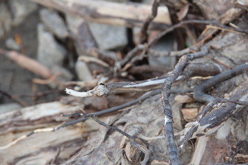 lizard on a branch