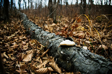 Autumn forest without people. Red dry leaves and grass.