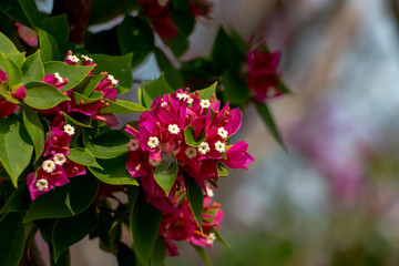 Bougainvillea or paper flower in pink color. The closeup nature photo.
