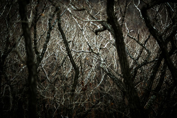 Autumn forest without people. Red dry leaves and grass.