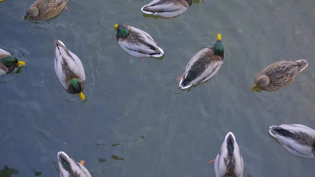 many ducks top view